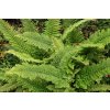 Polystichum setiferum Plumosum Densum