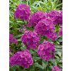 PHWE 0 Phlox Wendy House.1491334664
