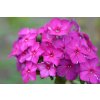 Phlox paniculata Dusterlohe