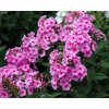 PHEC 1W Phlox Eva Cullum.1491356693