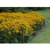 Rudbeckia Goldsturm RUDGOL SUM 1 A
