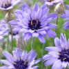 Catananche cearulea Amor Blue