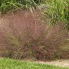 Eragrostis spectabilis
