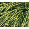 carex osimensis evergold2