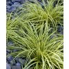 carex osimensis evergold3