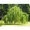 Salix Babilonica