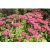 Sedum Herbstfreude Group Herbstfreude syn Autumn Joy 1 1024x1024