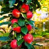 Red Columnar Apple 3 650x