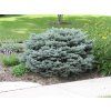 Picea pungens glauca globosa AKCIA