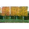 liquidambar styraciflua worplesdon pleached stem 9