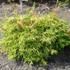 gelbe hinoki scheinzypresse gitte 30 40cm chamaecyparis obtusa