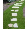 Stepables Perfect Plants for Paths and Walkways 22