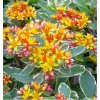 sedum kamtschaticum variegatum