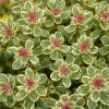 sedum