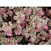 Sedum spurium ‘Tricolor’