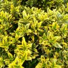 Euonymus japonicus microphyllus Pulchellus (2)
