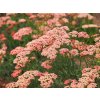 yarrow plant achillea millefolium shutterstock com 13009