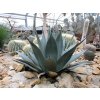 Agave Noeomexicana3
