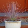 agave stricta v rubra cc