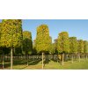 acer campestre elsrijk block stem 3