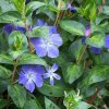 Vinca major Maculata Tarka levelű meténg