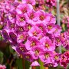 Bergenia Rotblum 1