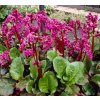 Bergenia Ouverture