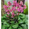 bergenia cordifolia rose