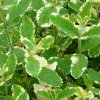 mentha rotundifolia variegata