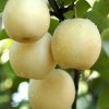 Chinese Fresh New Century Pears Price 10kg