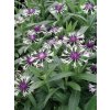 CEAS 0 Centaurea Amethyst In Snow.1491331531