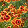 helenium biedermeier FH 1 1
