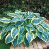 Hosta First Frost