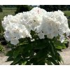 Phlox paniculata Flame White