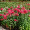 phlox paniculata starfire hohe flammenblume