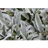 Stachys byzantina Wa iokJZtI5Z9ze
