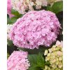 Hydrangea Doppio Nuvola 0010596 2 27211.1623342794