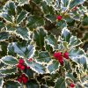 ilex variegated berry 1 750x750