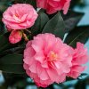 Camellia cusp.Spring Festival