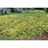 juniperus golden carpet2