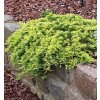 juniperus golden carpet3