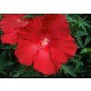 Hibiscus moscheutos Lord Baltimore 1024x1024