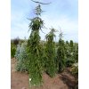 picea abies inversa5