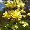 magnolia yellow bird