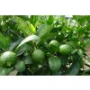 Tahitian Limes