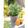 Mentha piperita citrata Orange Fresh 32043 1