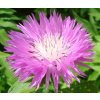 Cornflower Persian Seeds Centaurea Dealbata