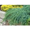 Juniperus Squamata Blue Carpet