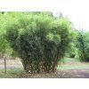 Fargesia robusta 'Pingwu'