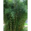 Bambus -Fargesia Pingwu